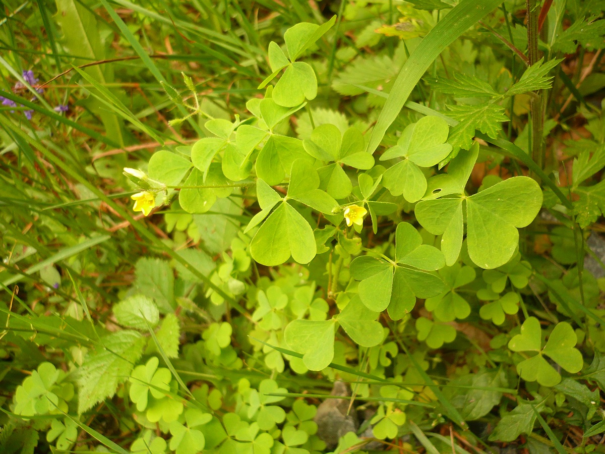 Oxalis fontana (Oxalidaceae)